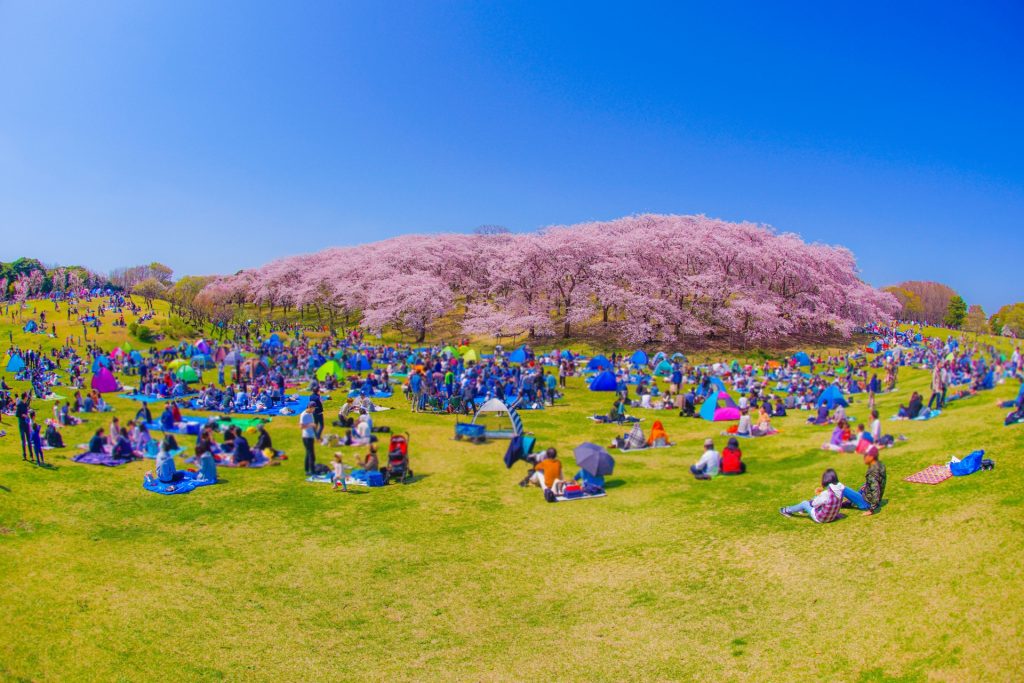 hanami1
