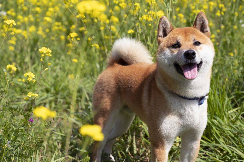 shiba1