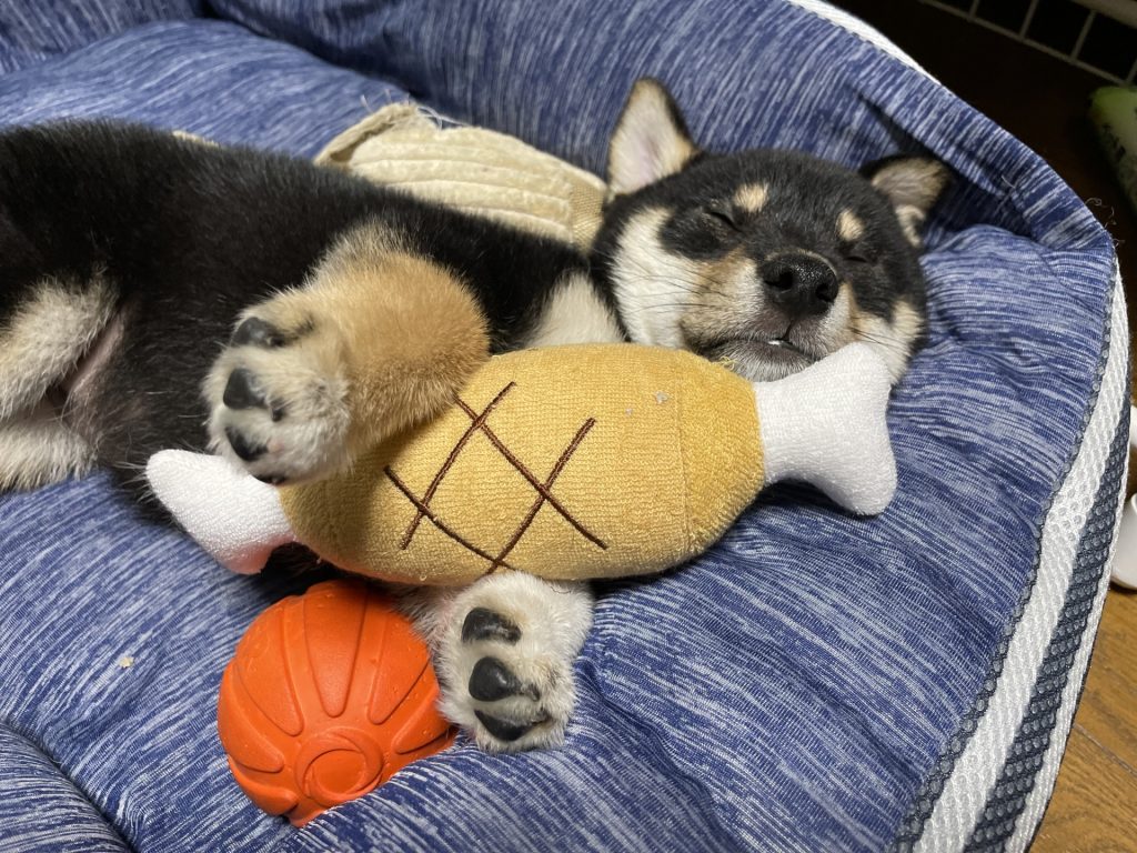 shiba2