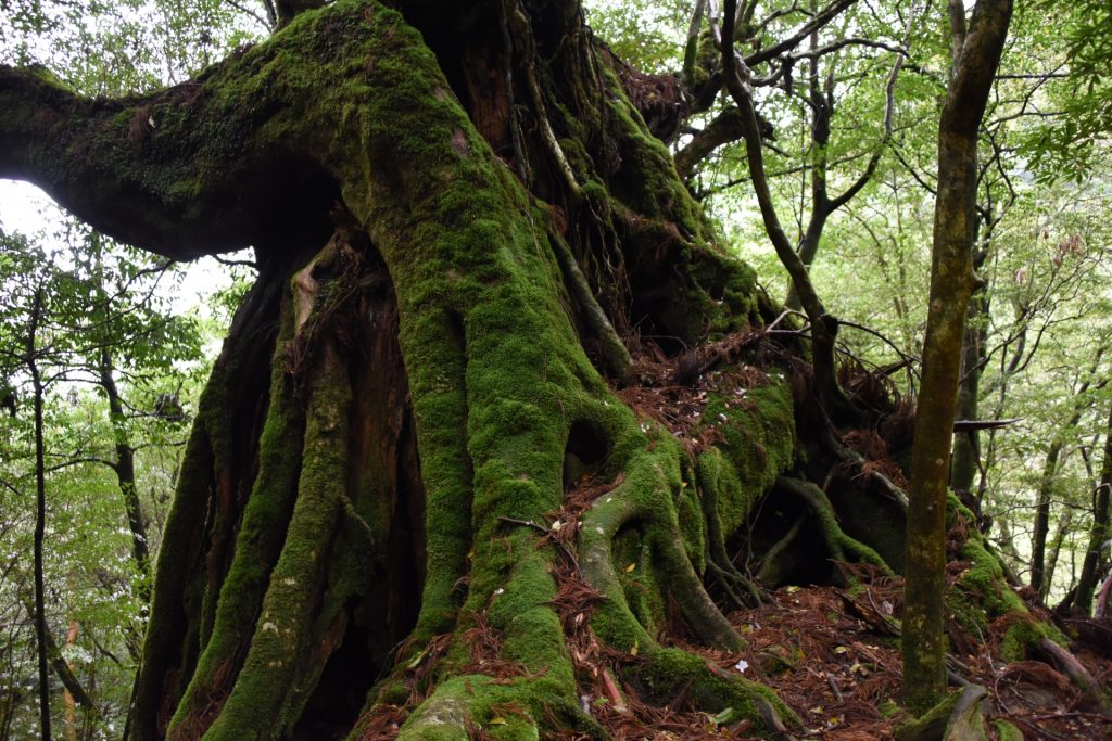 yakushima1