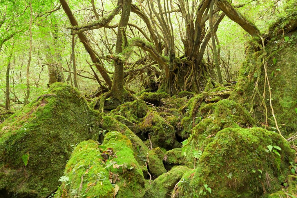 yakushima2