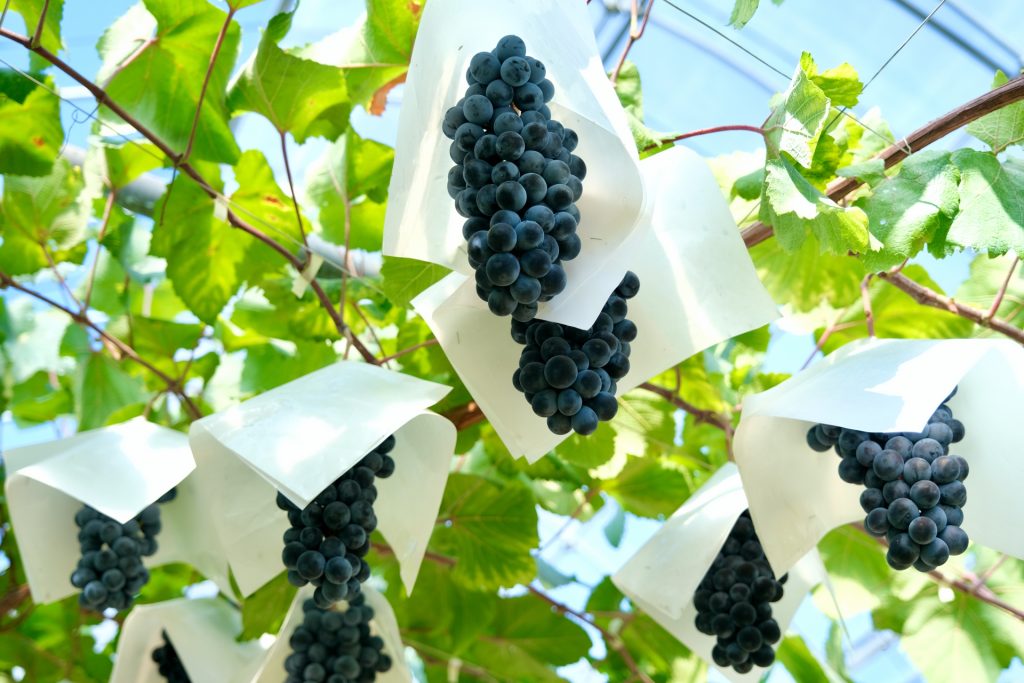 wine2