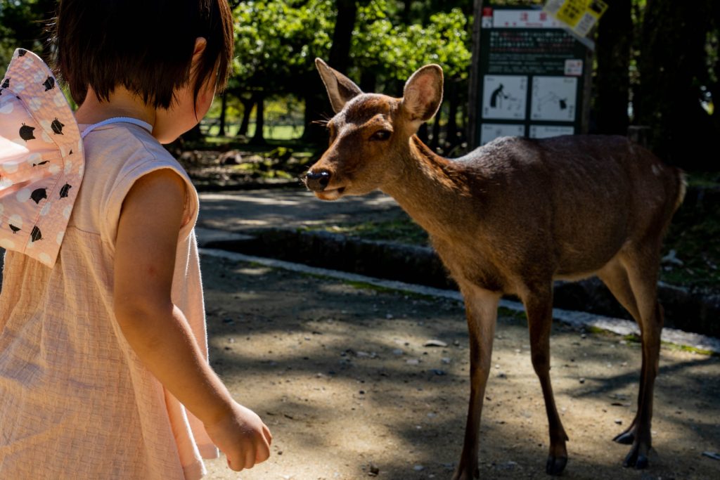 nara2