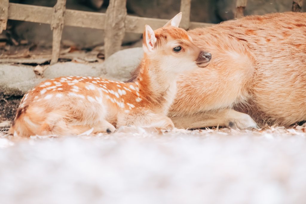 nara3