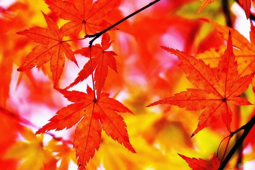 kouyou_4